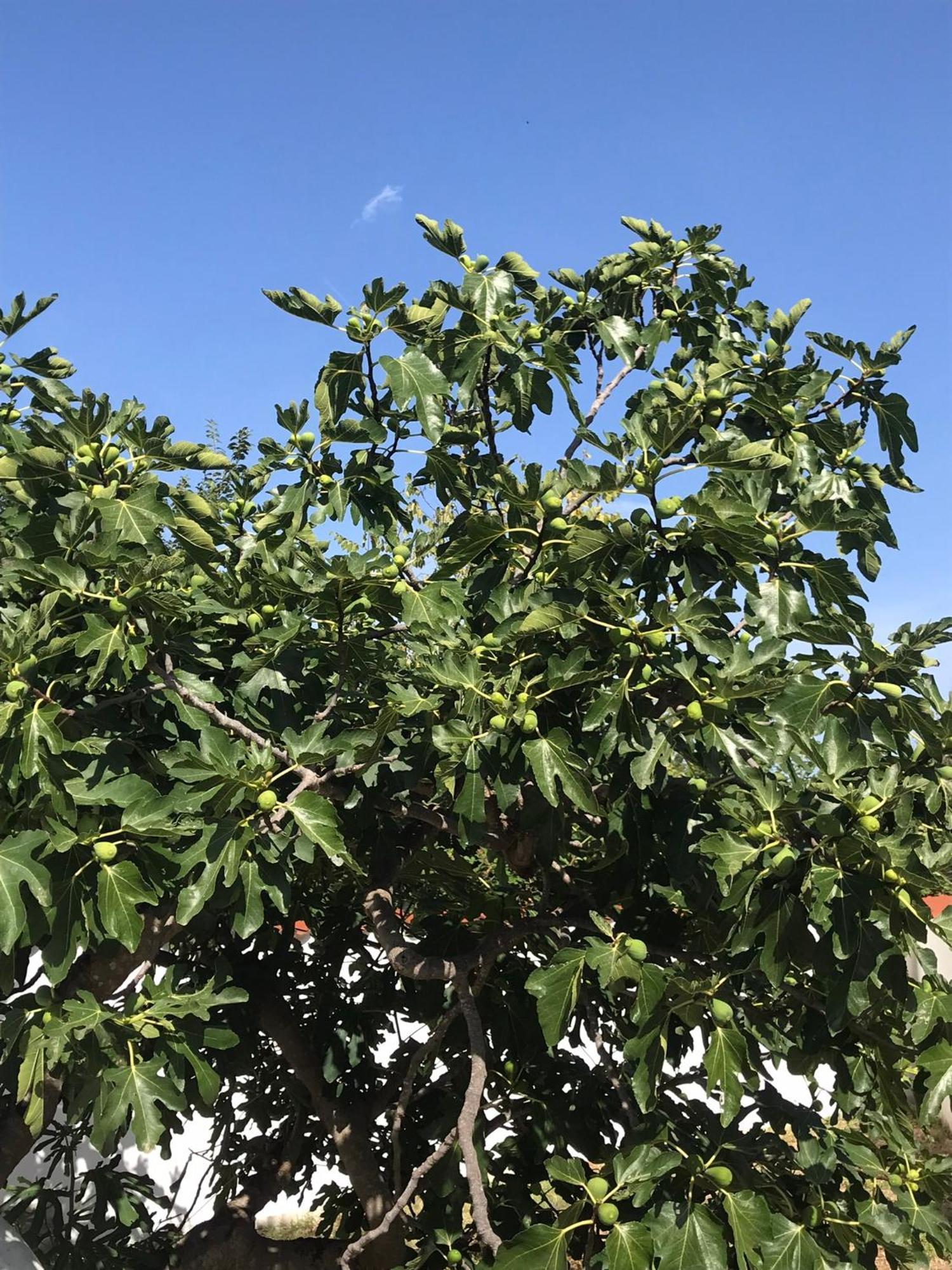Vale Lunga Apartments بولا المظهر الخارجي الصورة